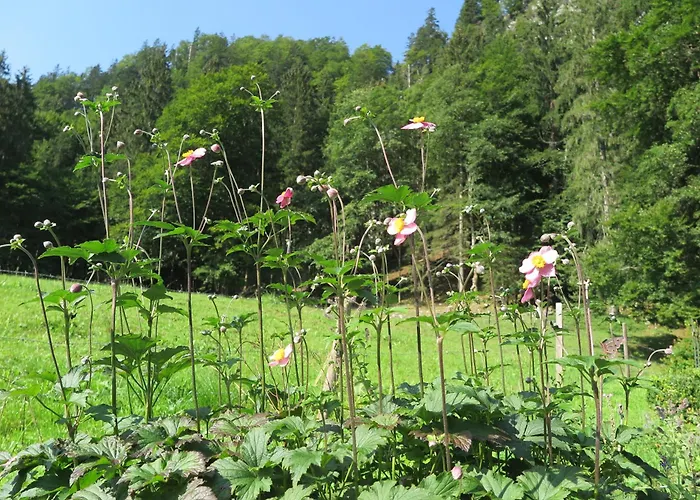Haus Waldwinkel Appartement